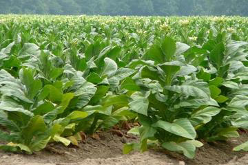 Tobacco Route Full Day Tour from Salta
