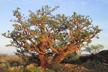 Big Island Dry Forest Preserve Visit