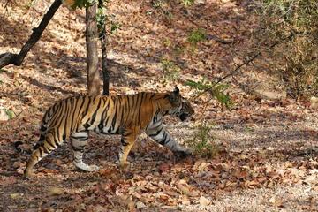 05 Days Wildlife Tour - Bandhavgarh