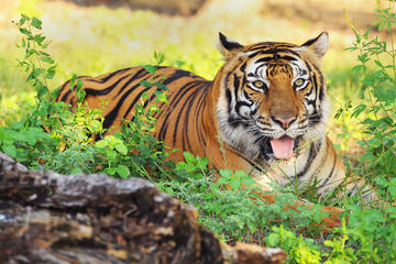 6-Night Golden Triangle Private Tour and Ranthambore Wildlife Safari from Delhi