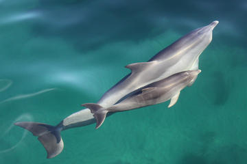 Dolphin Cruise from Adelaide with Optional Dolphin Swim