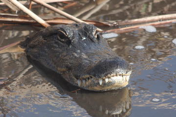 Small-Group Tour: Everglades Adventure Day Trip from Ft Lauderdale