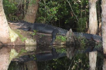 Small-Group Tour: Everglades Family Adventure from Ft Lauderdale