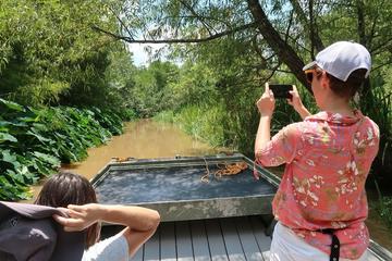 Private Boat Tour in Honey Island Swamp