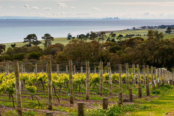 Bellarine Peninsula Small Group Wine Tour with 2 Course Lunch and Morning Tea