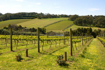 Mornington Peninsula Small-Group Wine Tour with Lunch and Morning Tea