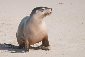 2-Day Kangaroo Island 4WD Small-Group Tour from Adelaide