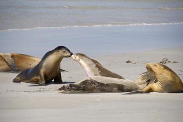 Kangaroo Island Wildlife Day Trip from Adelaide Including Seal Bay