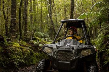1 Hour Enchanted Forest Track - BUGGIES