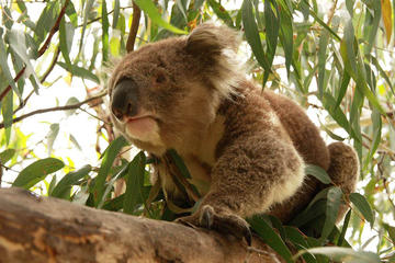 Private Tour: Phillip Island, Penguin Parade and Moonlit Sanctuary Conservation Park from Melbourne