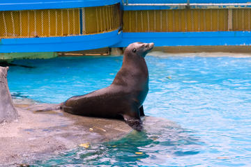 Manila and Makati Tour: American Cemetery, Intramuros and Manila Ocean Park Admission