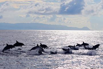 Pamilacan Island Whales and Dolphins Watching from Tagbilaran City