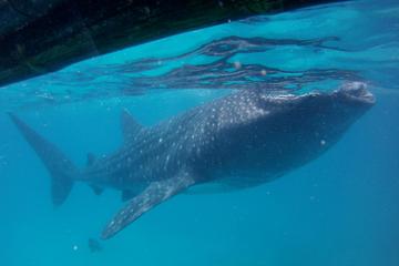 Small-Group Whale Shark Watching Trip in Oslob from Cebu