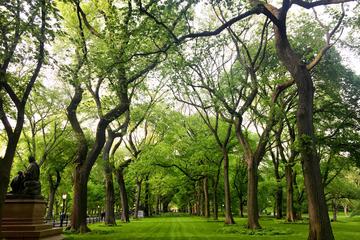Central Park Sightseeing Running Tour