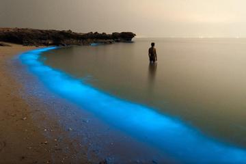 Swimming With Sparkling Plankton