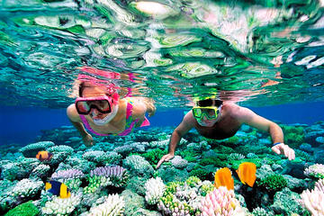 Mesoamerican Barrier Reef Skip-the-Line Small-Group Snorkel