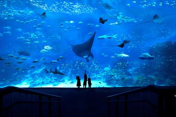 South East Asia (SEA) Aquarium & Maritime Experiential Museum Admission Ticket