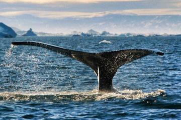 Whale Safari - Private charter 1-6 Passengers - Cabin boat