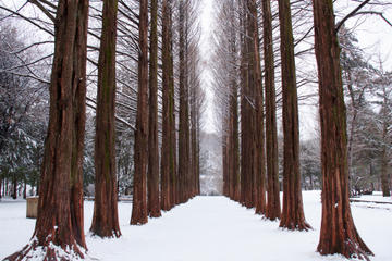 Winter Sonata TV Tour on Nami Island from Seoul