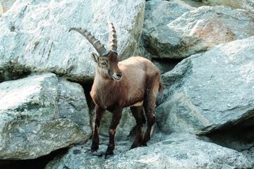Alpenzoo Innsbruck and Hungerburgbahn General Admission