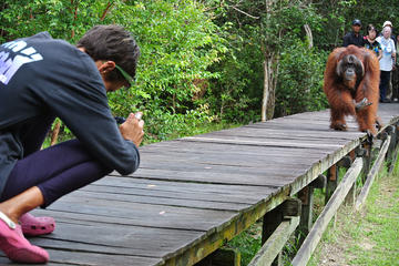 Orangutan Tour Liveaboard 3 days 2 nights