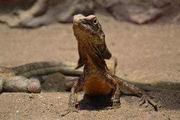 Antalya Aquarium and Wildpark Reptile House Admission with Transfer Upgrade