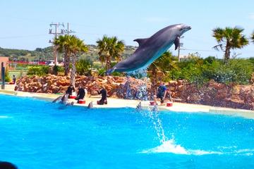 Full Day Suonio and Attica Zoological Park Tour From Athens