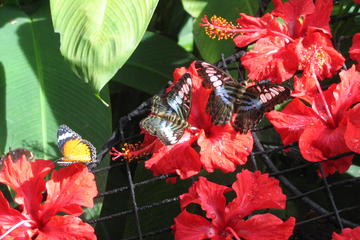 Half-Day Tour to Tropical Spice Garden and Entopia by Penang Butterfly Farm