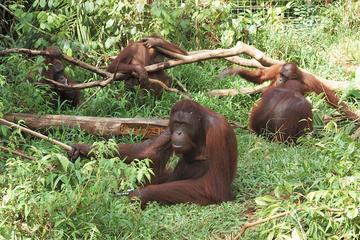 Orang Utan Island from Penang