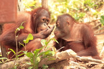 Private Tour: Orangutan Island, Taiping Zoo and Perak Museum from Penang