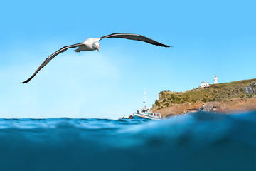 Otago Peninsula Scenic, City Highlights and Wildlife Tour
