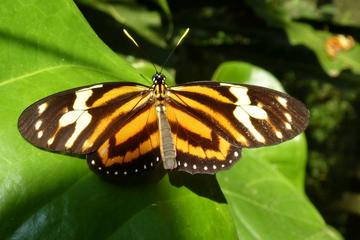Admission to Andoke Butterfly Center in Cali with Guide