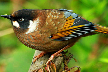 Shivapuri Bird Watching Tour