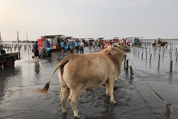 Private Tour: Taichung Theater, Houfeng Biking, and Oyster Harvest