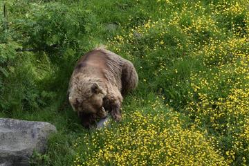 Day Trip to Ranua Arctic Wildlife Park