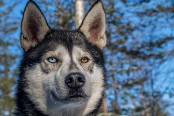 Husky farm visit with summer safari
