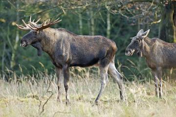 Moose Safari