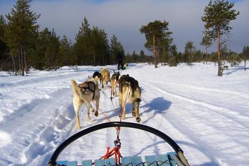 Snowmobile Safari to a Husky Farm with Husky Safari