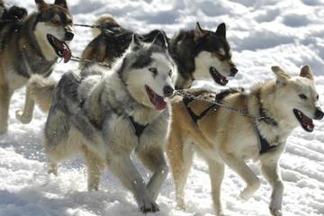 Visit a Reindeer Farm and Husky Farm by Snowmobile Sleigh