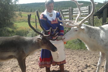 Visit a Reindeer Farm and Wild Forests
