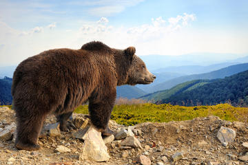 Bear Sanctuary Bran Castle and Brasov medieval town with a professional licensed guide  - Day trip