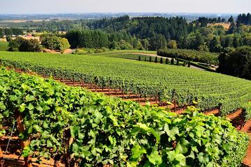 Wine and cheese tasting on Prahova Valley Romania