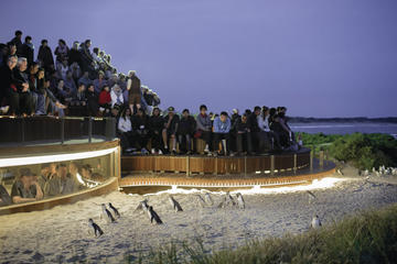 Phillip Island Private Tour