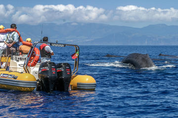 Azores Whale Watching Expedition Tour