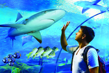 Cairns Aquarium Family Tickets