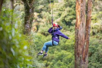 Rotorua Forest Zipline Canopy Adventure