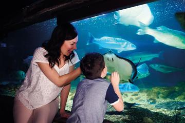 Scottish SEA LIFE Sanctuary General Admission