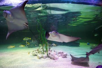 SEA LIFE Loch Lomond General Admission