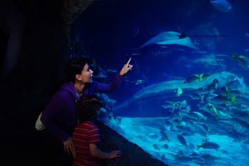 SEA LIFE Blackpool Admission Ticket