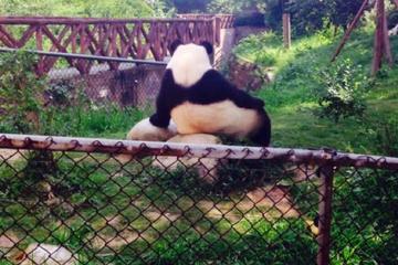 Half-day Private Panda Tour with  Vegetarian Lunch in Nunnery